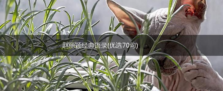 赵丽颖经典语录(优选70句),第1张