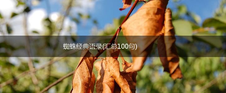 蜘蛛经典语录(汇总100句),第1张