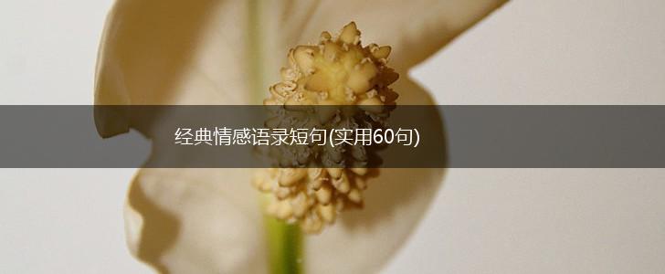 经典情感语录短句(实用60句),第1张