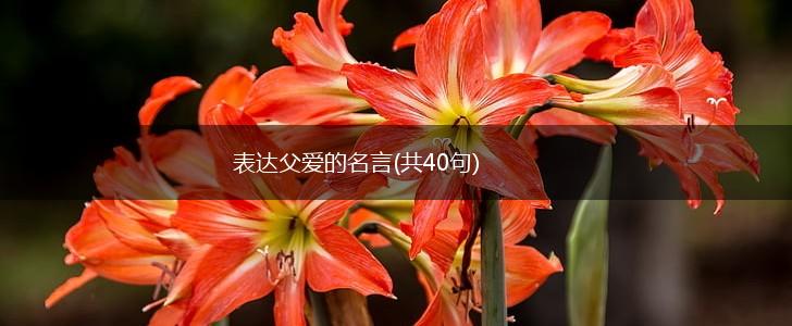 表达父爱的名言(共40句),第1张 表达父爱的名言(共40句),第1张