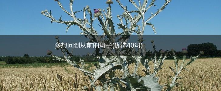 多想回到从前的句子(优选40句),第1张