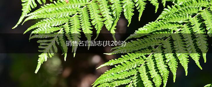 销售名言励志(共20句),第1张