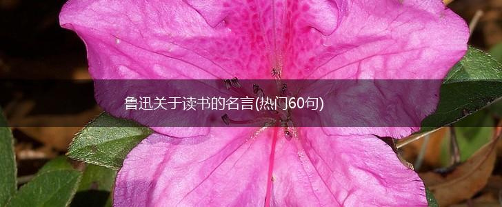 鲁迅关于读书的名言(热门60句),第1张