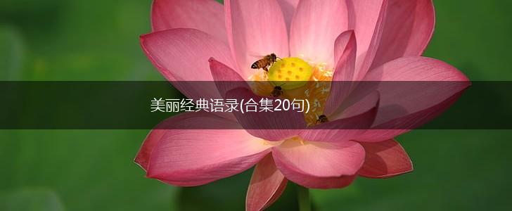 美丽经典语录(合集20句),第1张