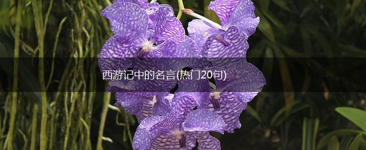 西游记中的名言(热门20句),第1张
