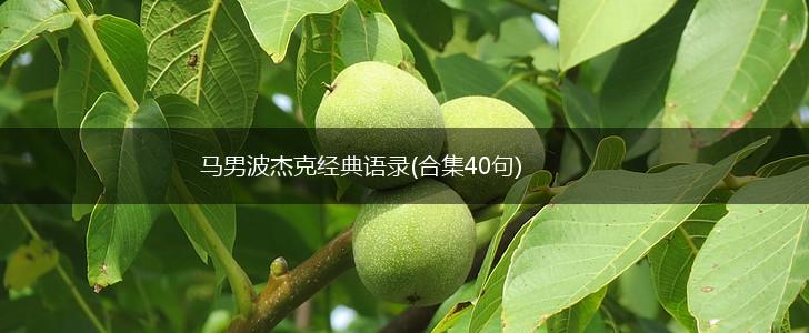 马男波杰克经典语录(合集40句),第1张