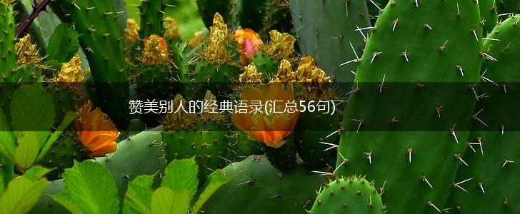 赞美别人的经典语录(汇总56句),第1张