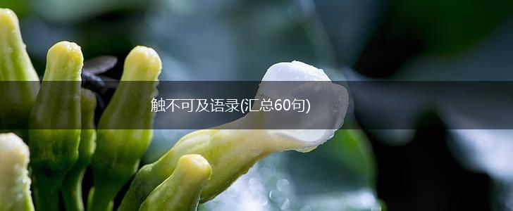 触不可及语录(汇总60句),第1张