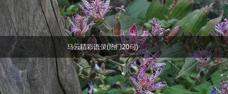 马云精彩语录(热门20句),第1张