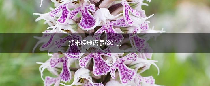 颜末经典语录(80句),第1张