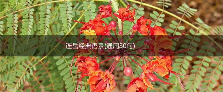 连岳经典语录(通用30句),第1张