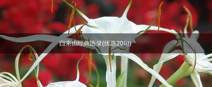自来也经典语录(优选20句),第1张