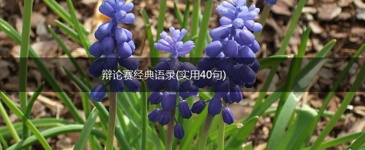 辩论赛经典语录(实用40句),第1张
