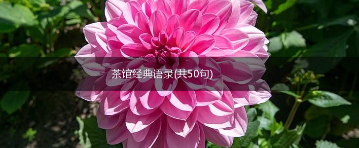 茶馆经典语录(共50句),第1张