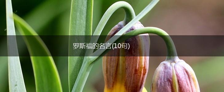 罗斯福的名言(10句),第1张