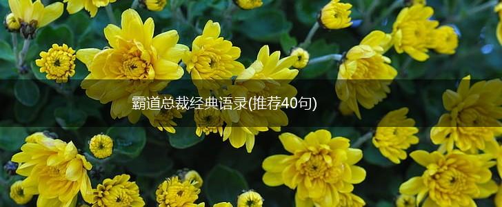 霸道总裁经典语录(推荐40句),第1张