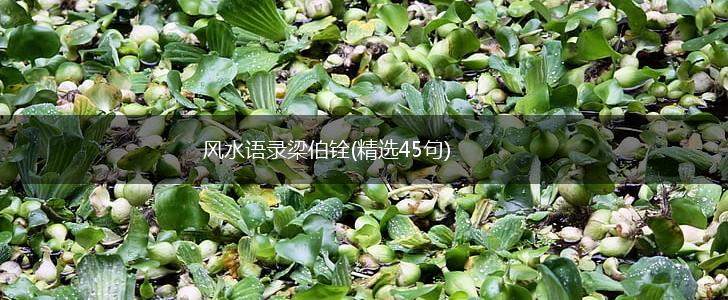 风水语录梁伯铨(精选45句),第1张