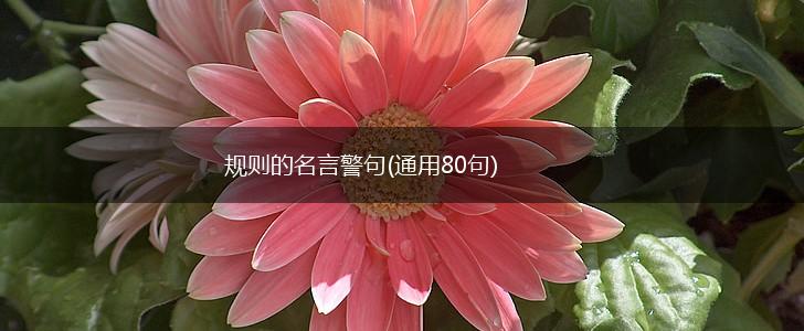 规则的名言警句(通用80句),第1张 规则的名言警句(通用80句),第1张