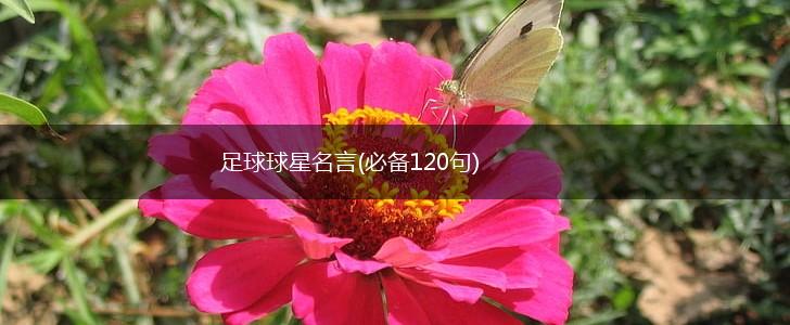 足球球星名言(必备120句),第1张 足球球星名言(必备120句),第1张