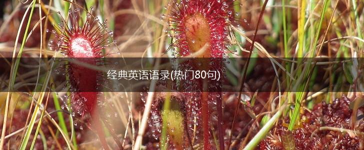 经典英语语录(热门80句),第1张