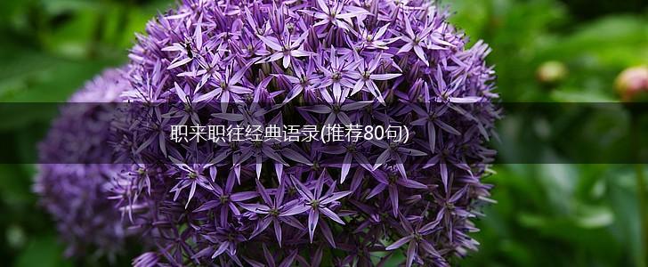 职来职往经典语录(推荐80句),第1张