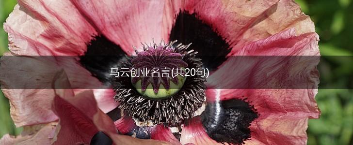 马云创业名言(共20句),第1张