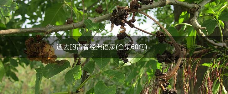 逝去的青春经典语录(合集60句),第1张
