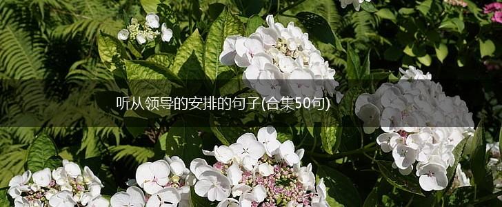 听从领导的安排的句子(合集50句),第1张