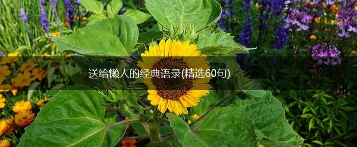 送给懒人的经典语录(精选60句),第1张
