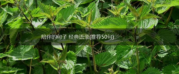 陪伴的句子 经典语录(推荐50句),第1张