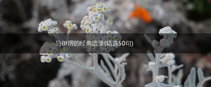 马伊琾的经典语录(精选50句),第1张