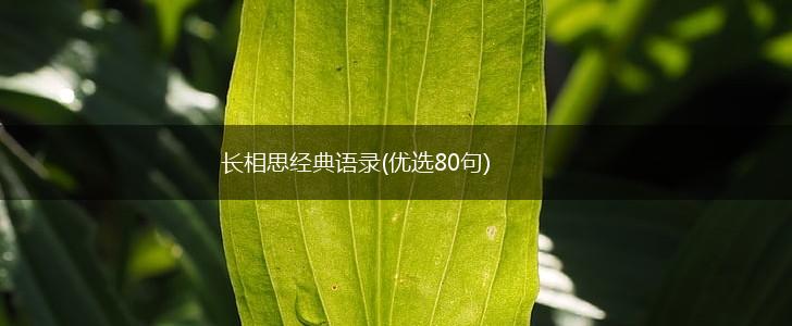 长相思经典语录(优选80句),第1张