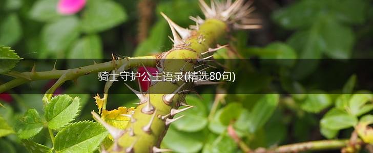 骑士守护公主语录(精选80句),第1张