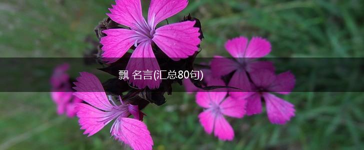 飘 名言(汇总80句),第1张