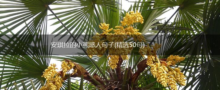 安琪拉的小熊感人句子(精选50句),第1张