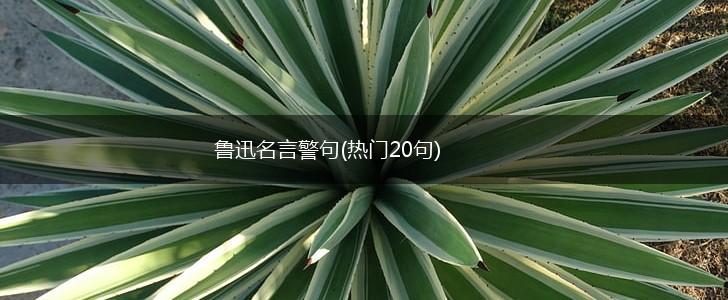 鲁迅名言警句(热门20句),第1张