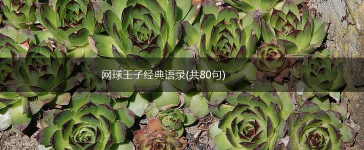 网球王子经典语录(共80句),第1张