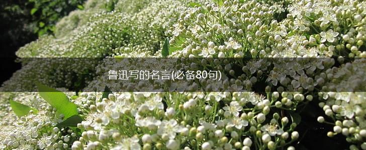 鲁迅写的名言(必备80句),第1张