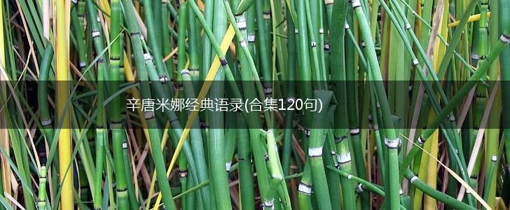 辛唐米娜经典语录(合集120句),第1张