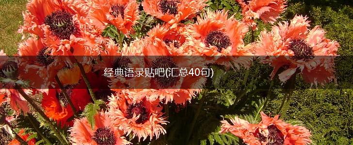 经典语录贴吧(汇总40句),第1张