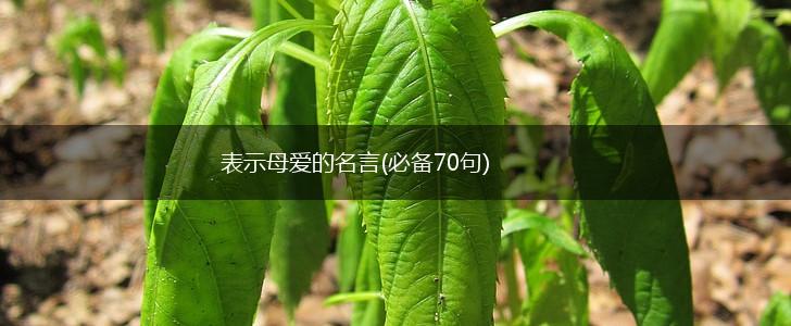 表示母爱的名言(必备70句),第1张