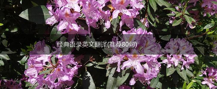 经典语录英文翻译(推荐80句),第1张