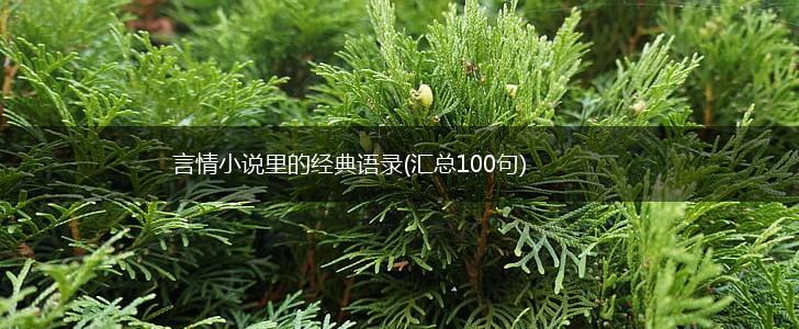 言情小说里的经典语录(汇总100句),第1张