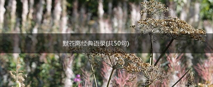 默苍离经典语录(共50句),第1张