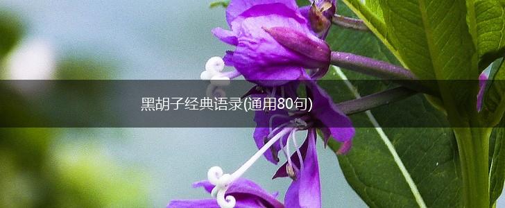 黑胡子经典语录(通用80句),第1张