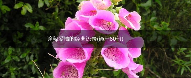 诠释爱情的经典语录(通用60句),第1张