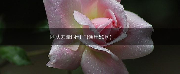 团队力量的句子(通用50句),第1张