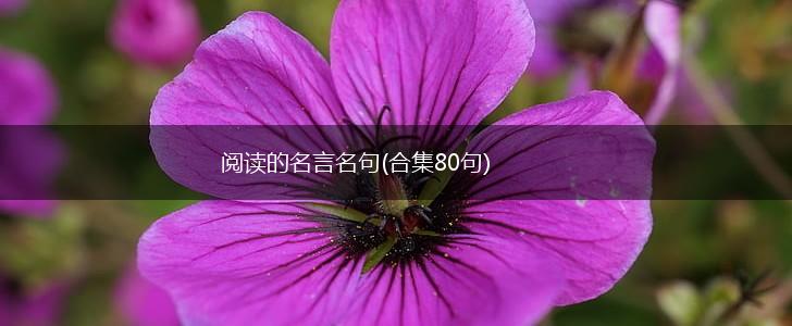 阅读的名言名句(合集80句),第1张