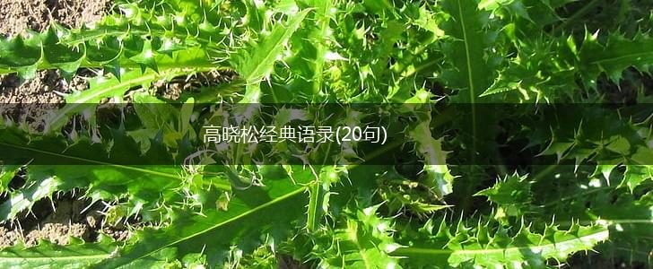 高晓松经典语录(20句),第1张