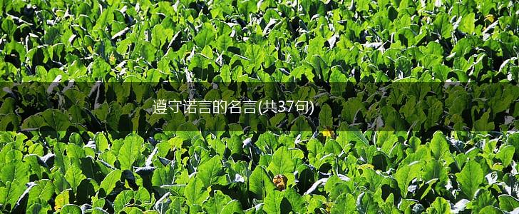 遵守诺言的名言(共37句),第1张 遵守诺言的名言(共37句),第1张